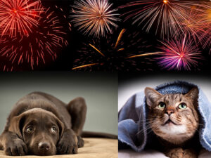 Fireworks and pets